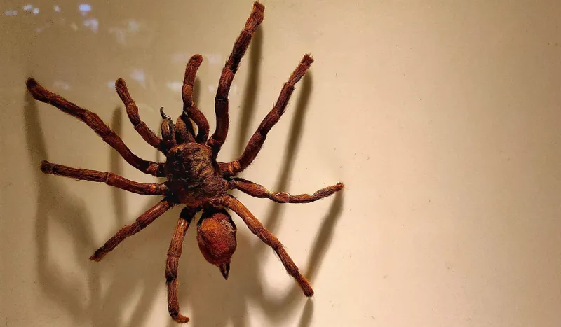 World Record Holder: Goliath Birdeater