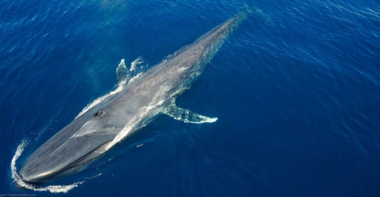 World Record: Largest Whale Ever Recorded