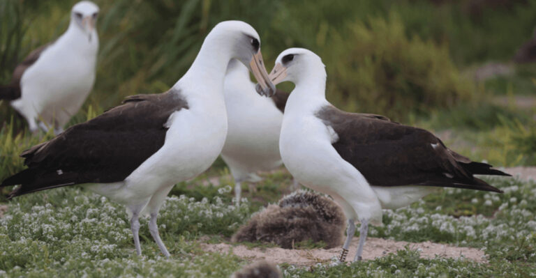 World Record: Longest Living Bird