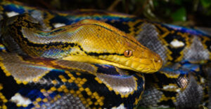 World Record: Longest Snake Ever Found