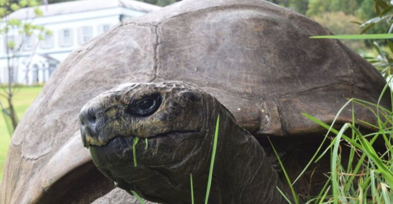 World Record: Meet Jonathan – The Oldest Living Animal