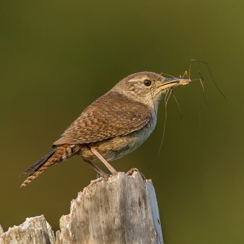 Wren