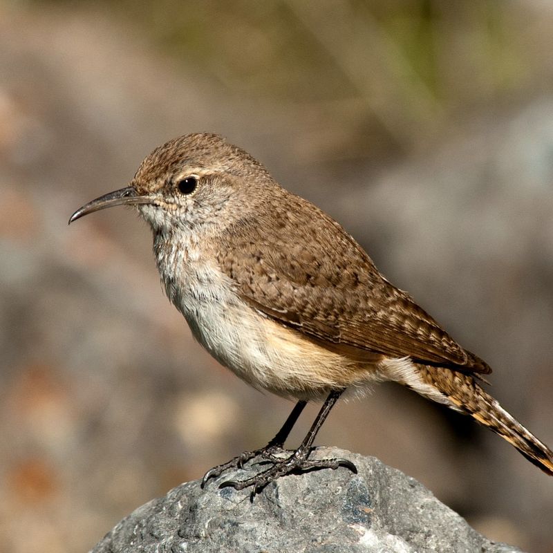 Wren