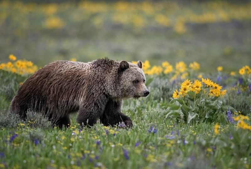 Wyoming