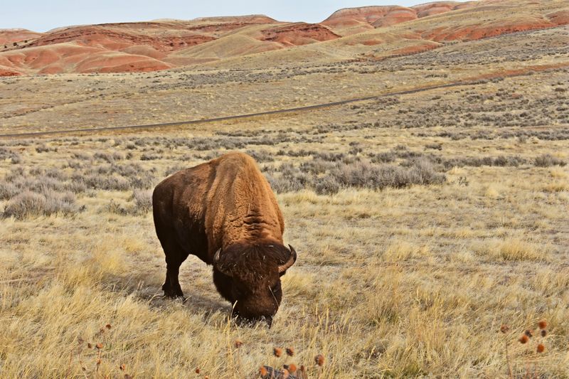 Wyoming's American Bison