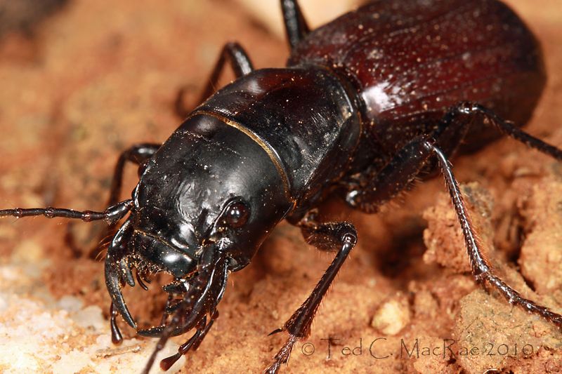 Wyoming's Giant Tiger Beetle