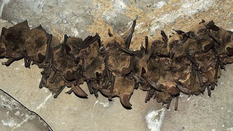 Wyoming's Yellowstone Bats