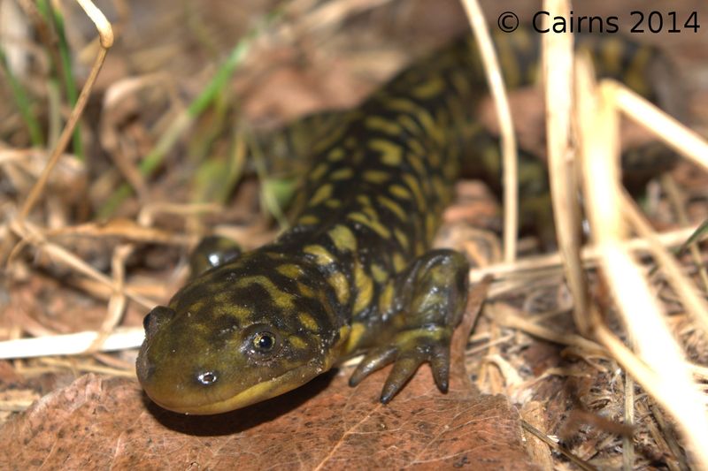 Wyoming's Mountain Marvel: Western Toad