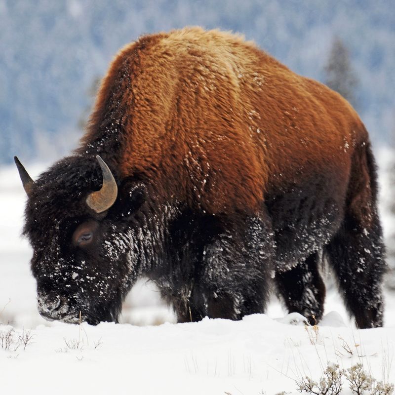 Wyoming's Bison Behemoth