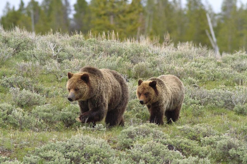 Wyoming Bear