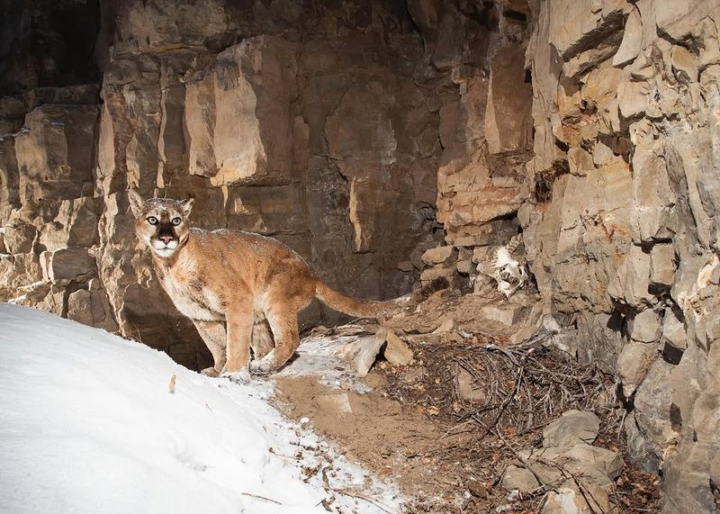 Wyoming - Cougar