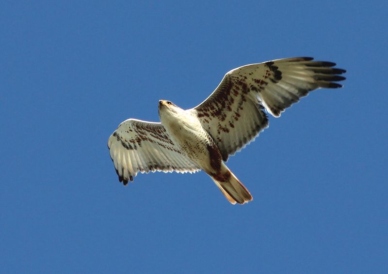 Wyoming - Ferruginous Hawk