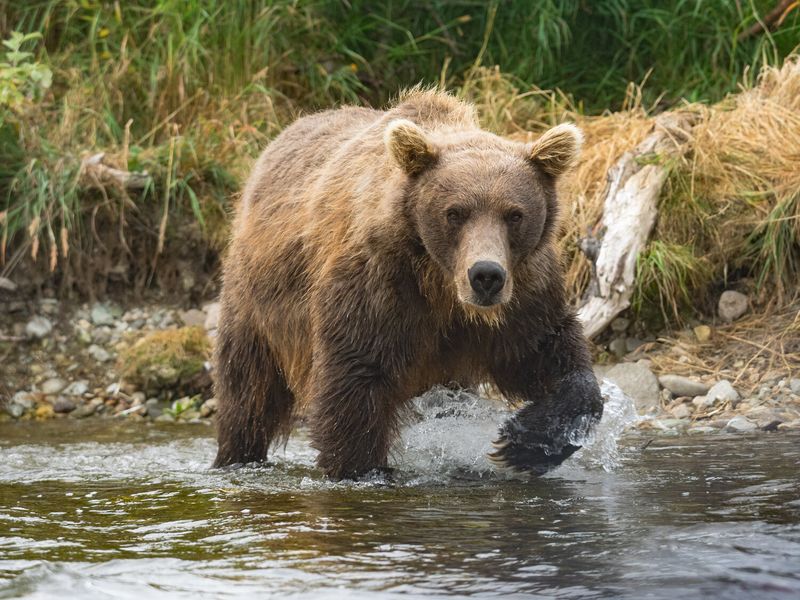 Wyoming - Grizzly Bears