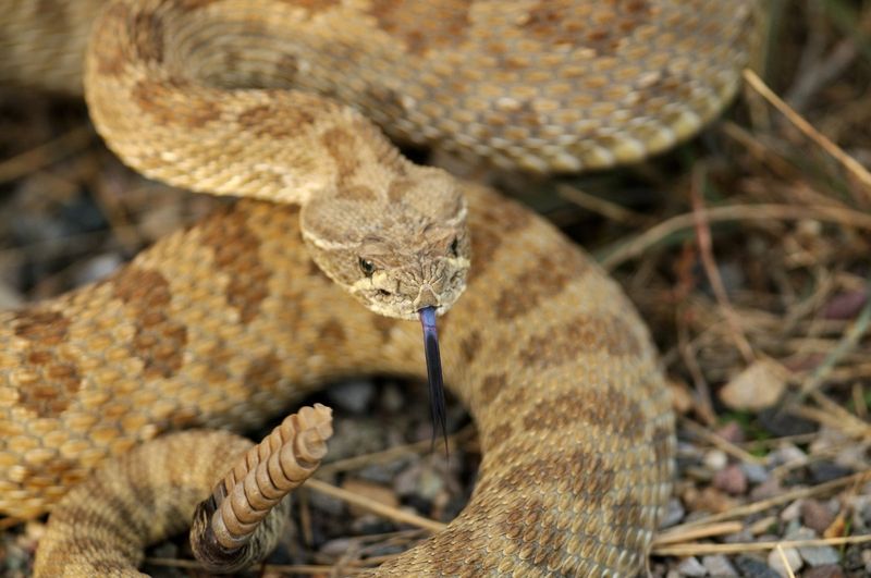 Wyoming - Prairie Rattlesnake