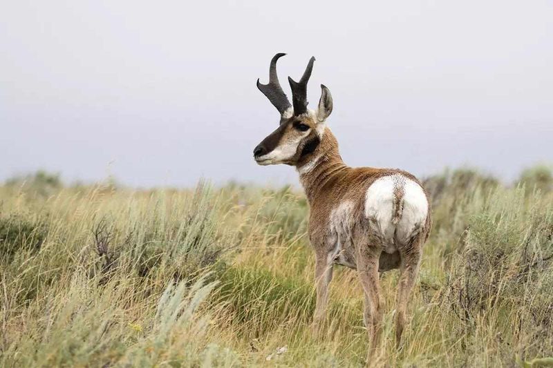 Wyoming - Pronghorn