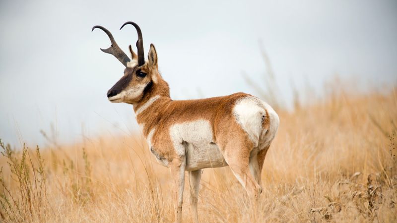 Wyoming: Pronghorn Antelope