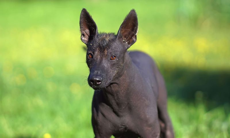 Xoloitzcuintli