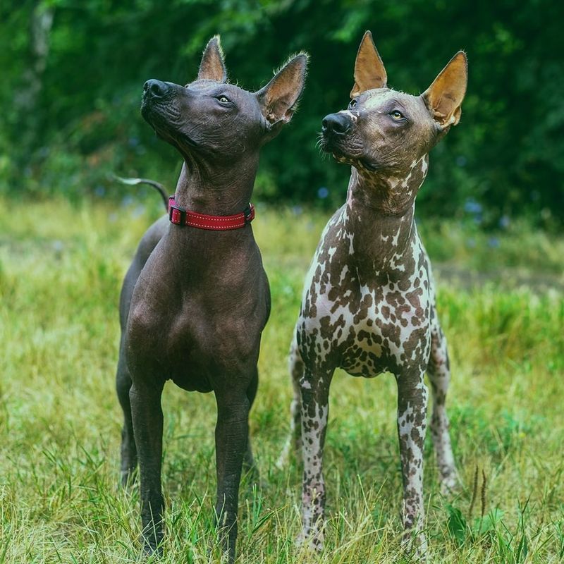 Xoloitzcuintli