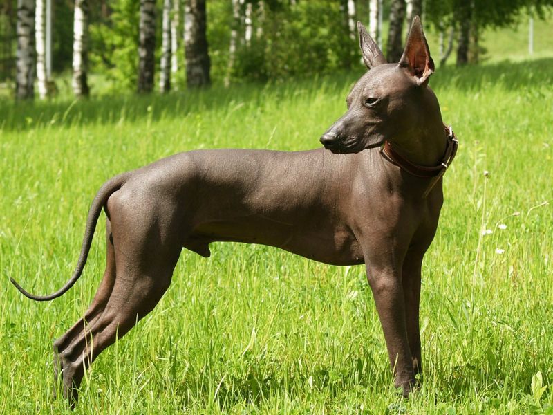 Xoloitzcuintli