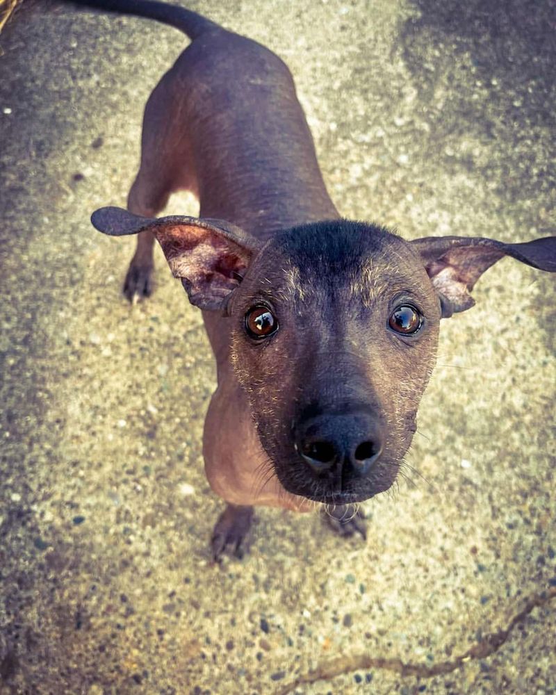 Xoloitzcuintli (Mexican Hairless Dog)