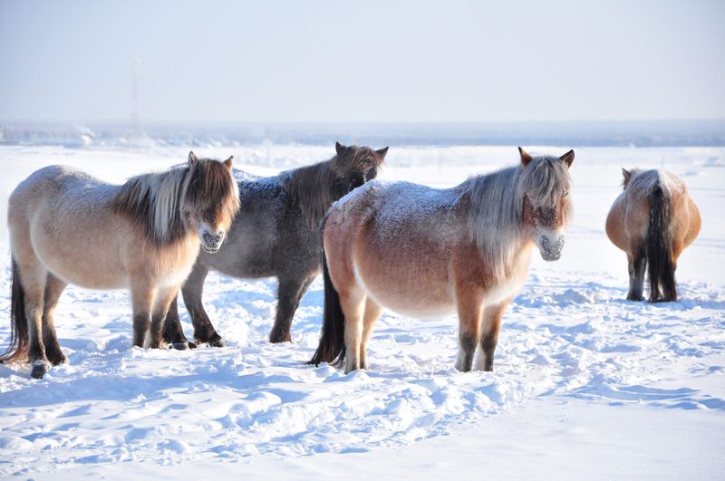 Yakutian Horses of Siberia