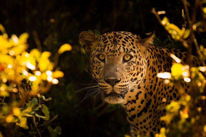 Yala National Park, Sri Lanka