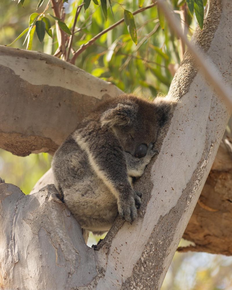 Yanchep National Park, Australia