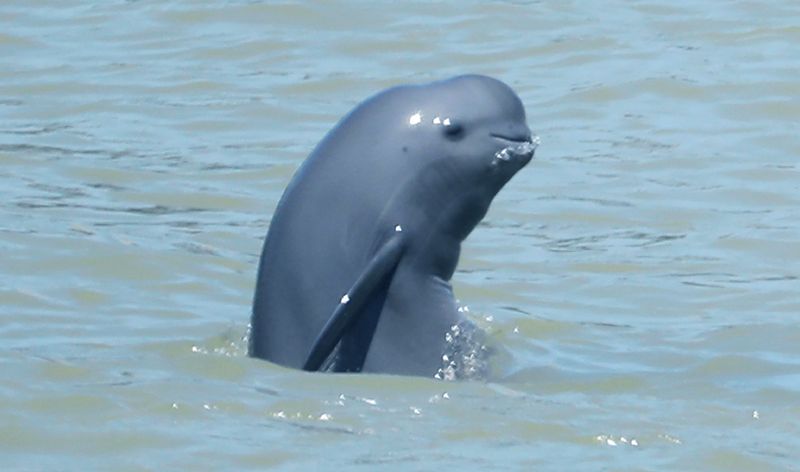 Yangtze Finless Porpoise