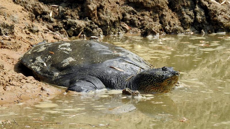 Yangtze Giant Softshell Turtle