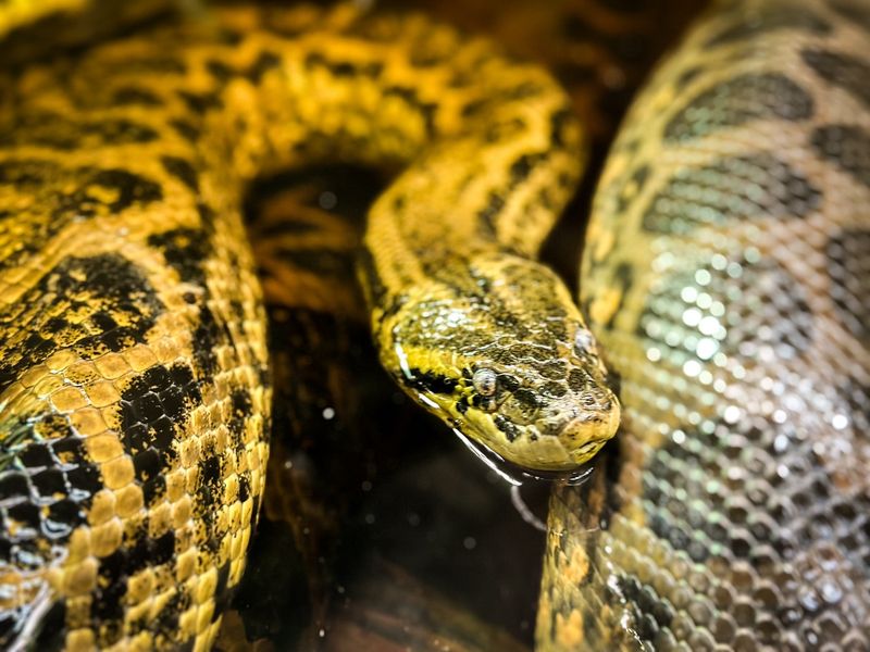 Yellow Anaconda