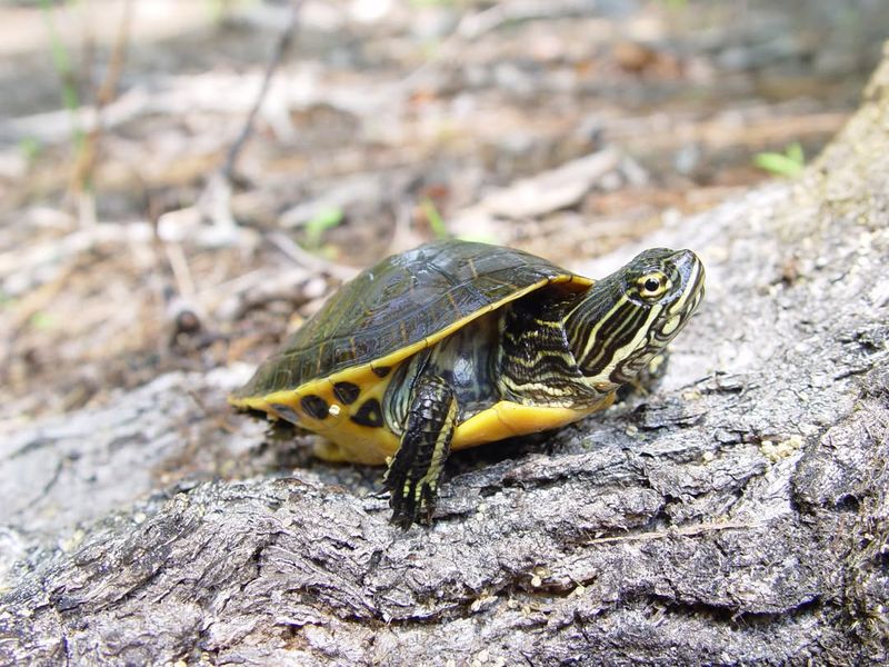 Yellow-Bellied Slider - South Carolina