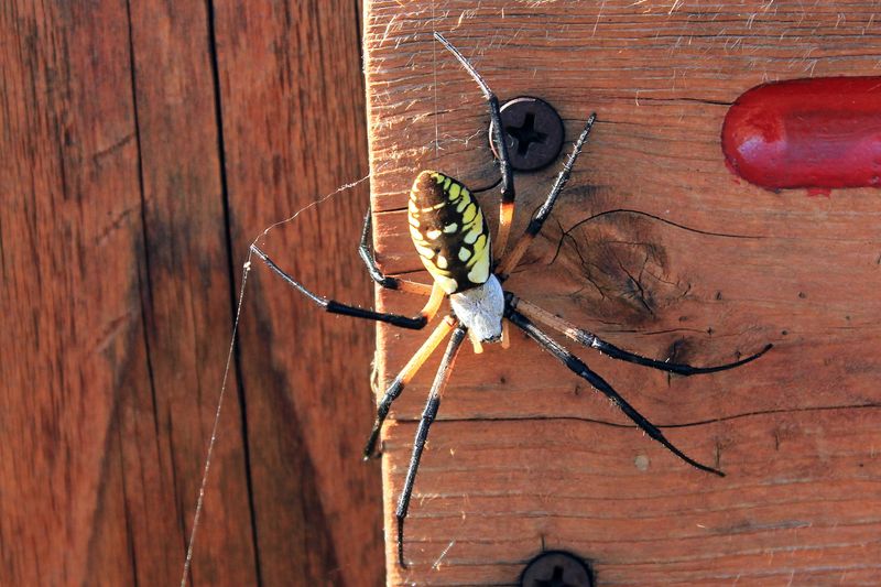 Yellow Garden Spider in Iowa