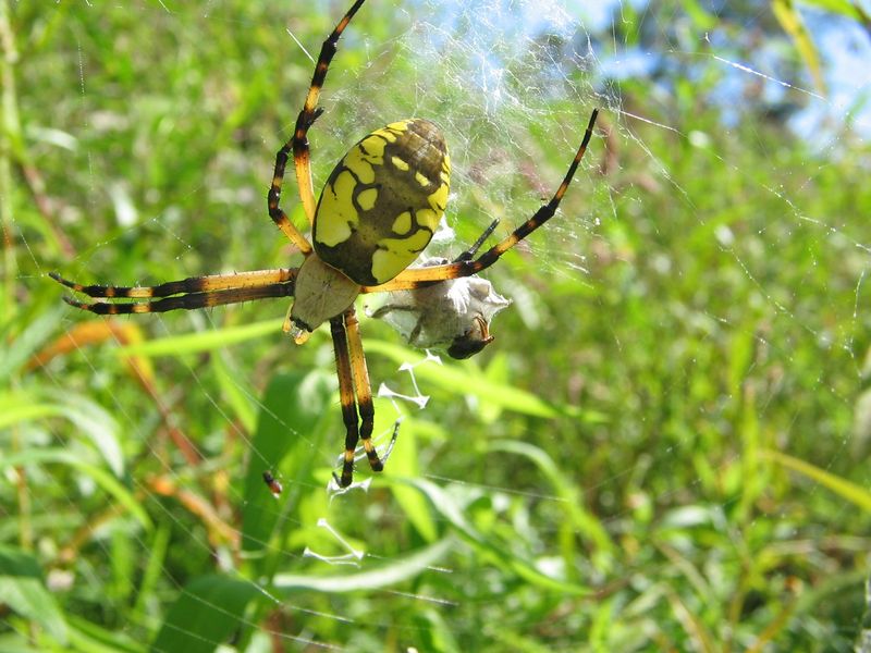 Yellow Garden Spider in New Mexico