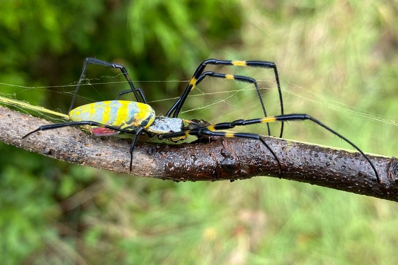 Yellow Garden Spider in Rhode Island