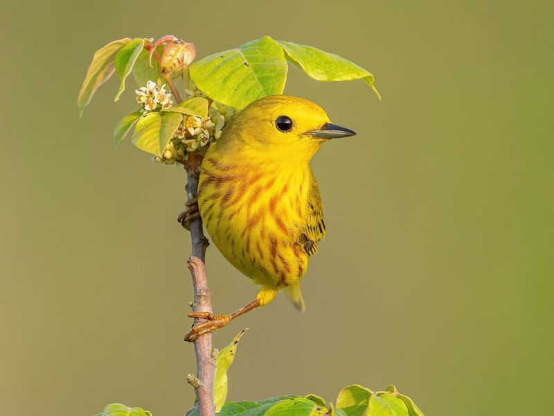 Yellow Warbler