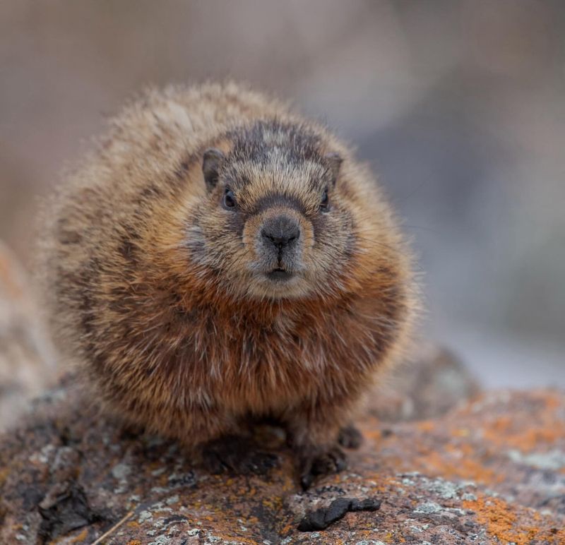 Yellow-bellied Marmot