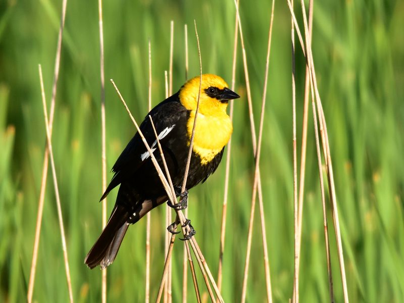 Yellow-headed Blackbird in South Dakota