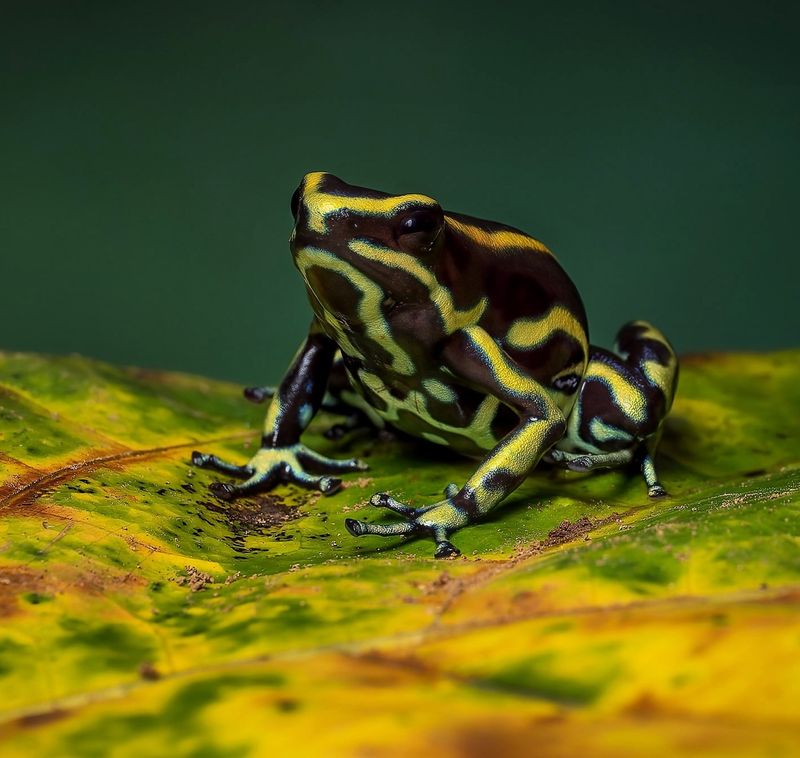 Yellow-striped Poison Frog