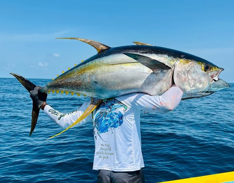 Record Yellowfin Tuna Caught In California