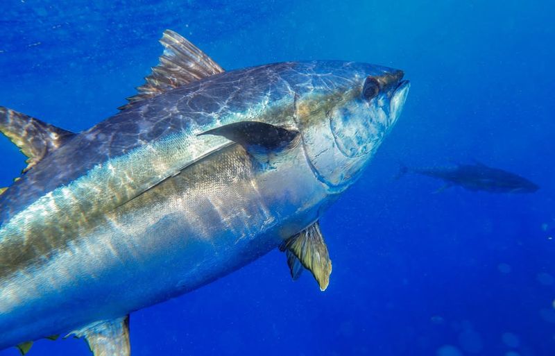 The Distinctive Appearance Of Yellowfin Tuna