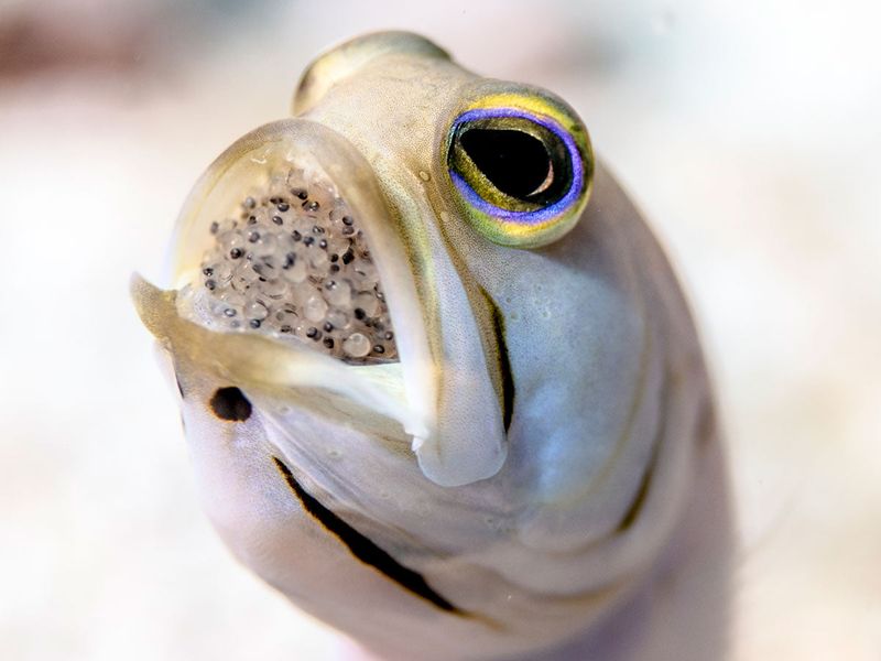 Yellowhead Jawfish