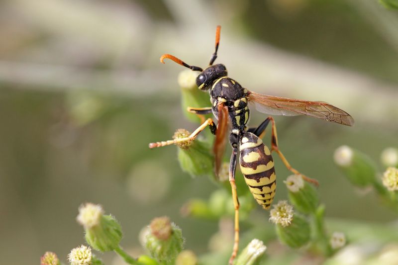 Yellowjackets