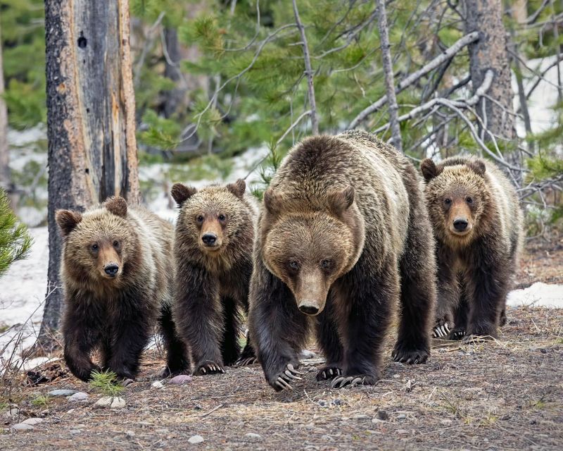 Yellowstone National Park, Wyoming