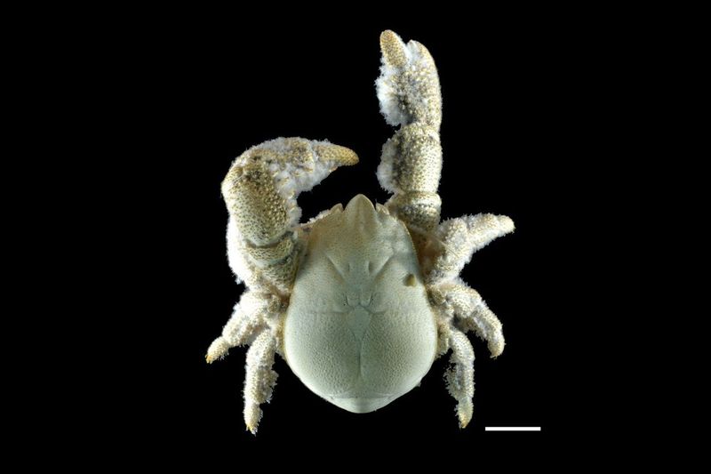 Yeti Crab