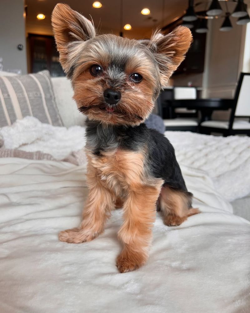 Yorkshire Terrier