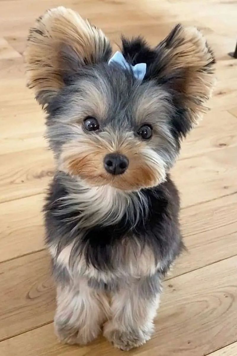 Yorkshire Terrier