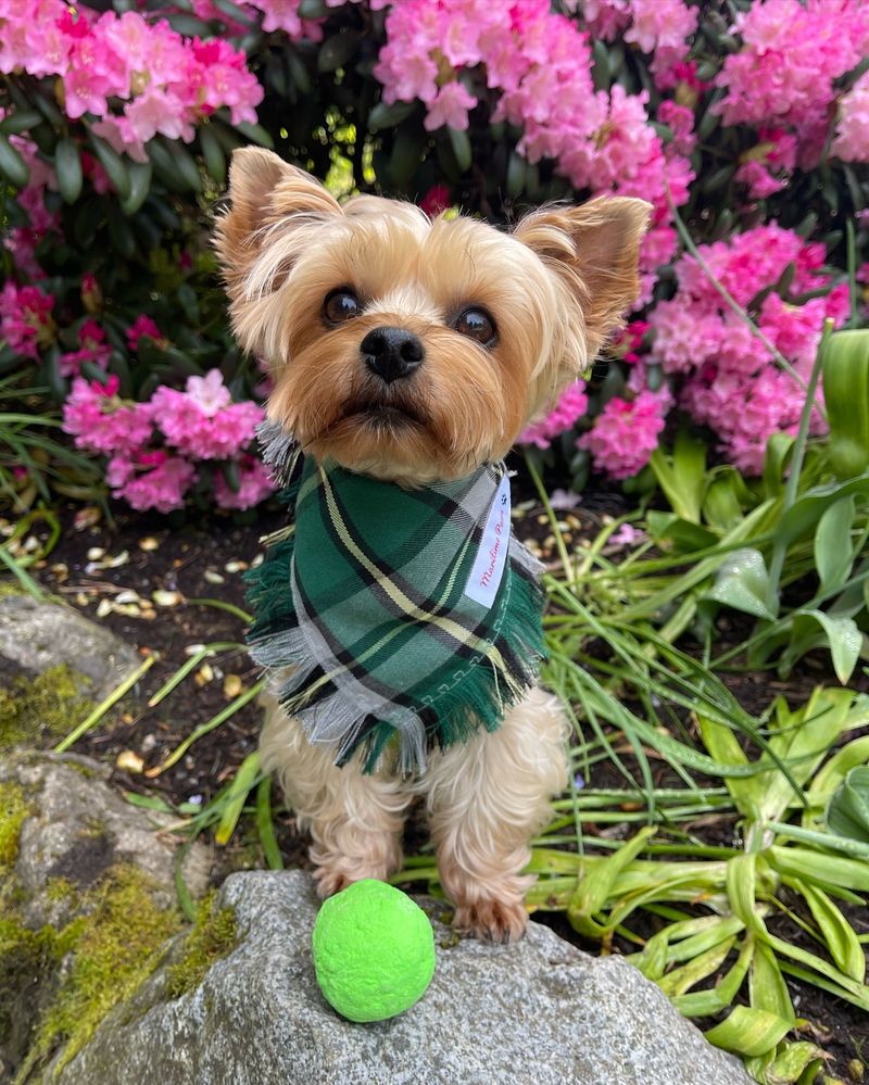 Yorkshire Terrier