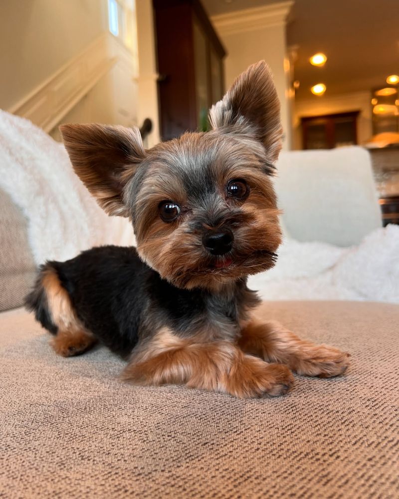 Yorkshire Terrier