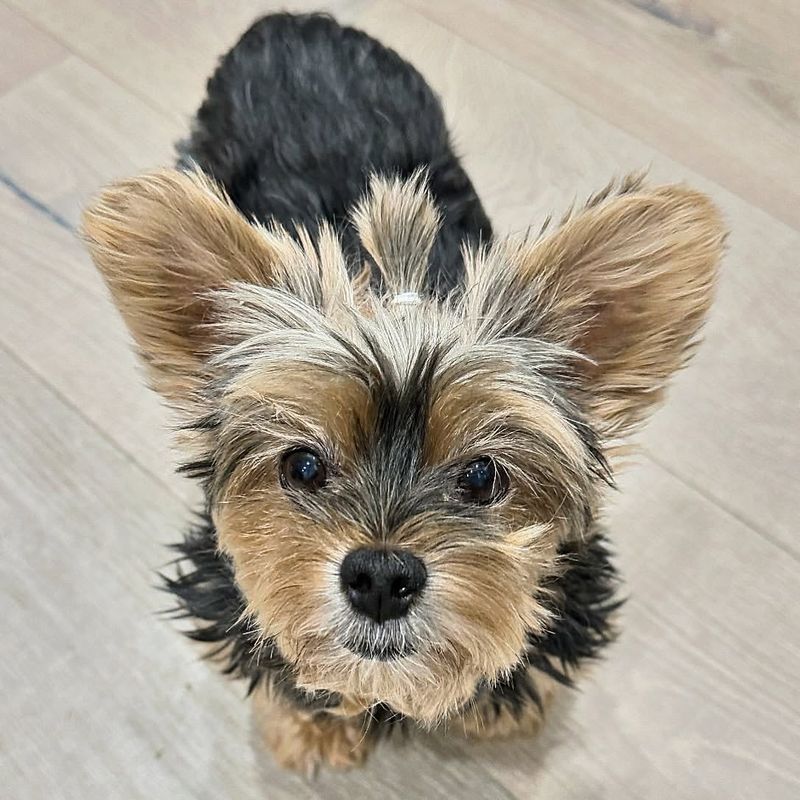 Yorkshire Terrier