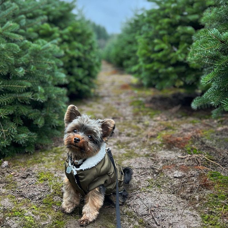 Yorkshire Terrier